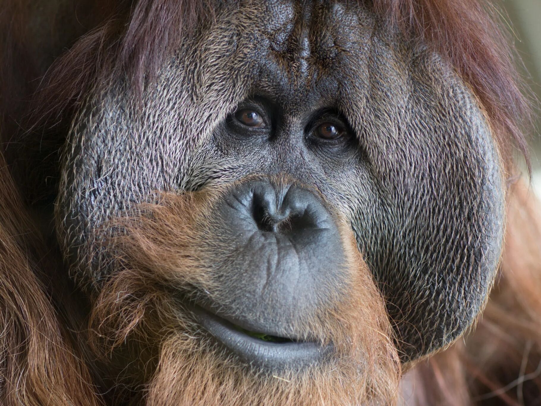 Picture of Table 6 - Orangutan