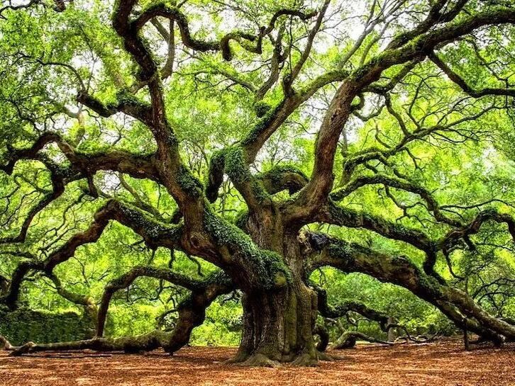 Picture of Angel Oak Tree