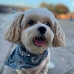 Arlo