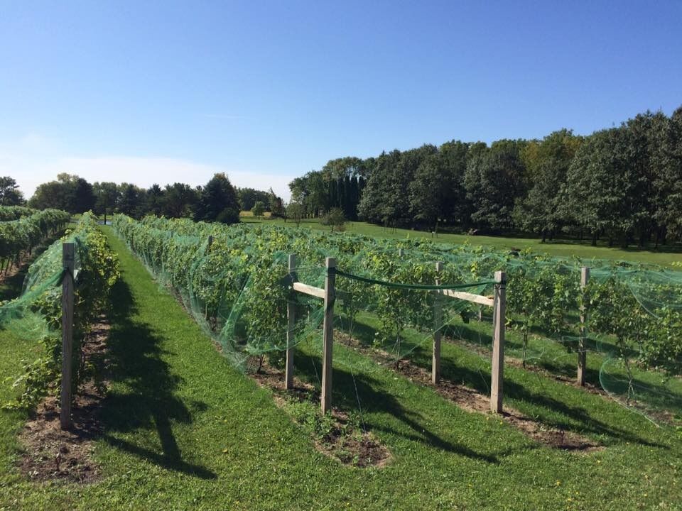 Picture of Lazy Acre Vineyard