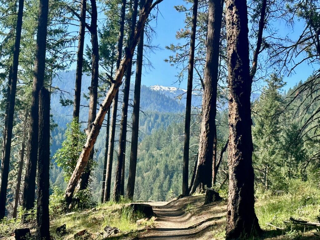 Picture of Lithia Park