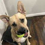 Scooby
