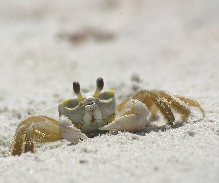 Picture of Ghost Crabbing