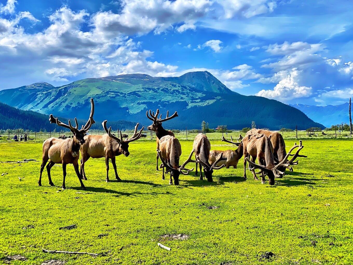 Picture of Alaska Wildlife Conservation Center