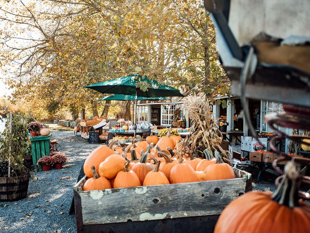 Picture of Local Fall Farms - Pumpkin and Apple Picking