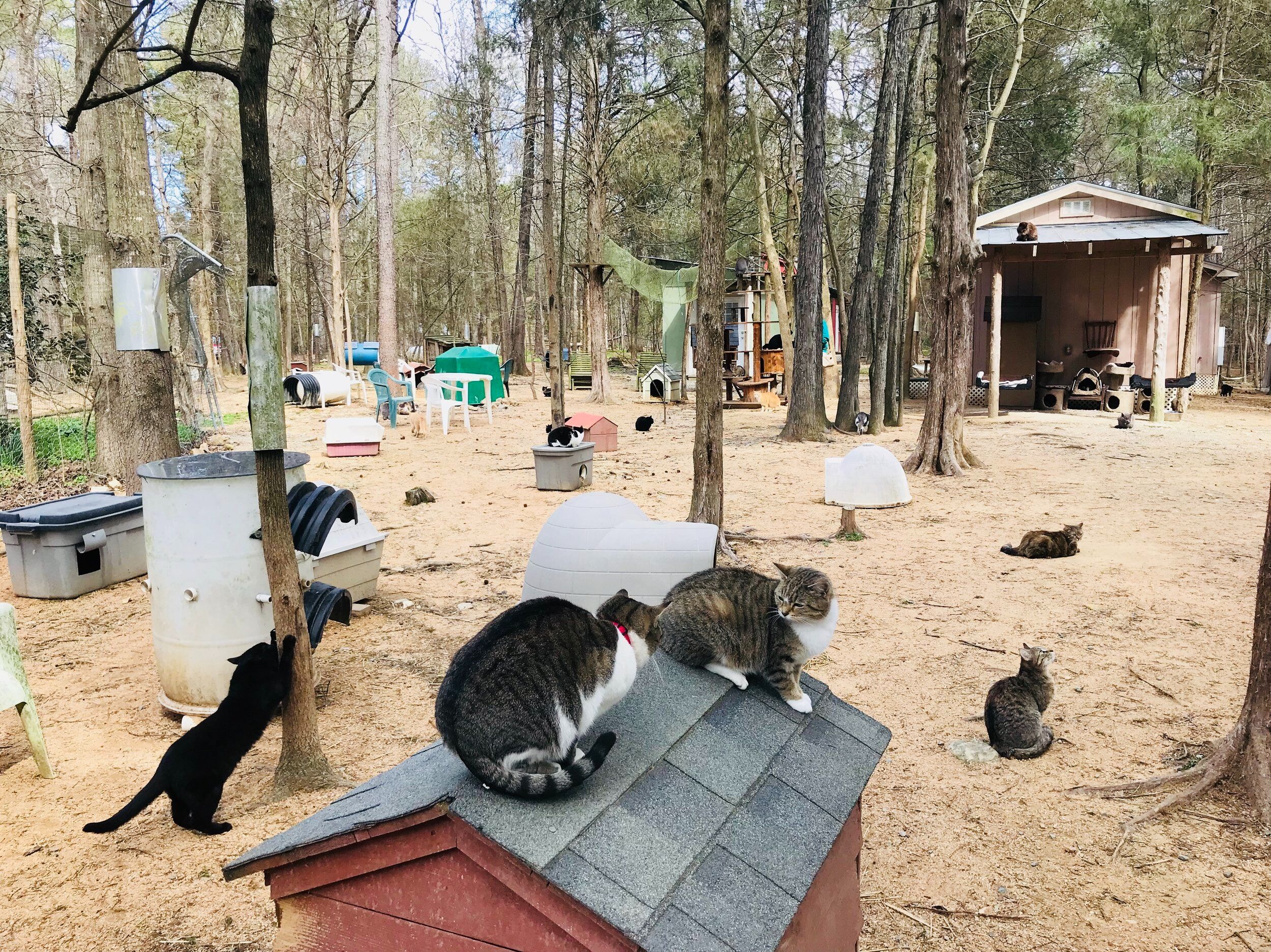 Picture of The Goat House
