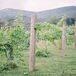 Mountainside Vineyard Ceremony at Banner Elk Winery