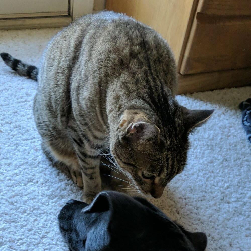 Kitty
