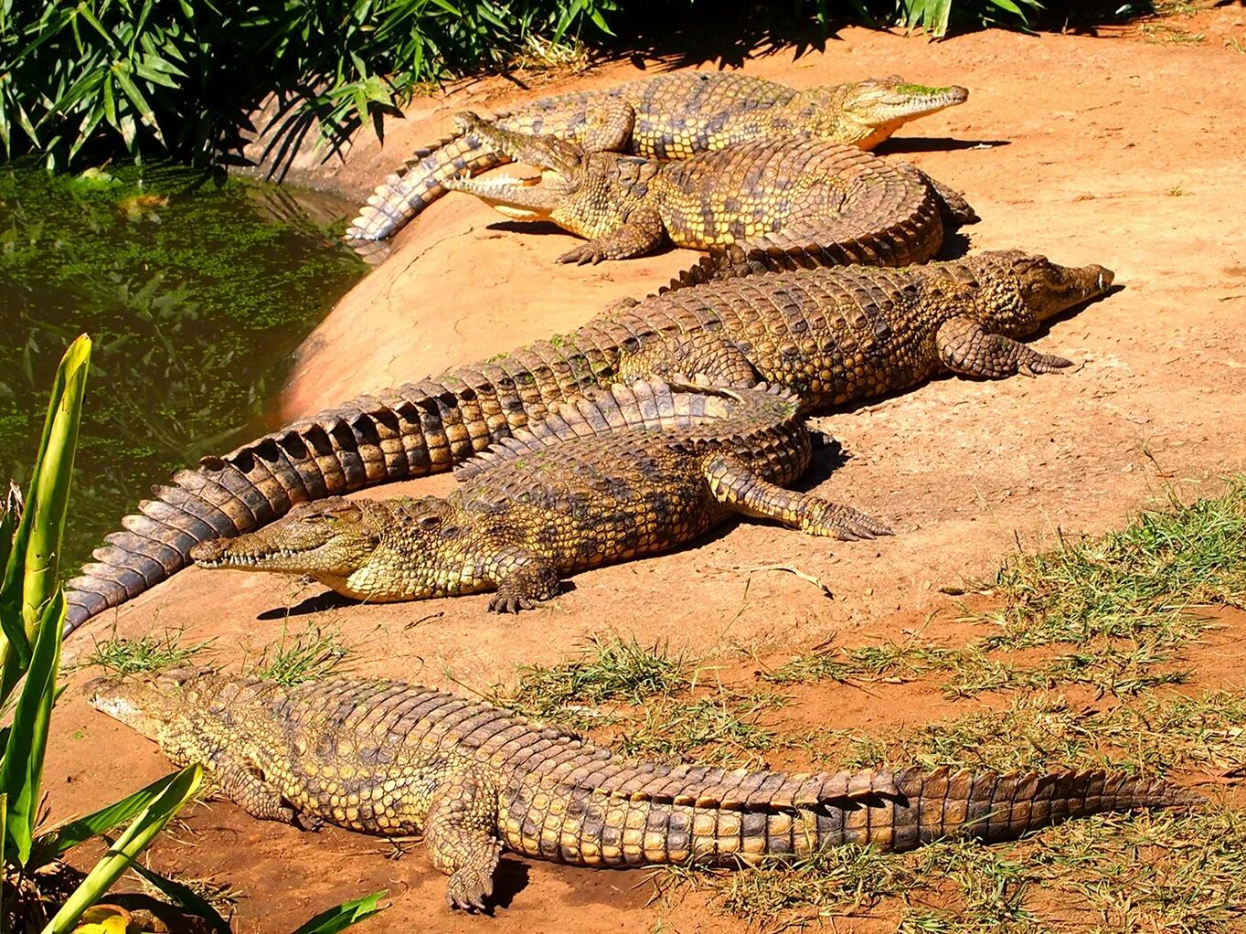 Picture of Reptile Zoo