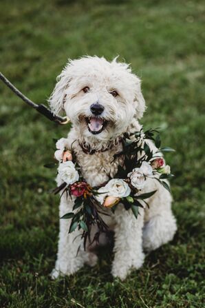 Dog With Flower Collar at Wedding in Biddleford Pool, Maine