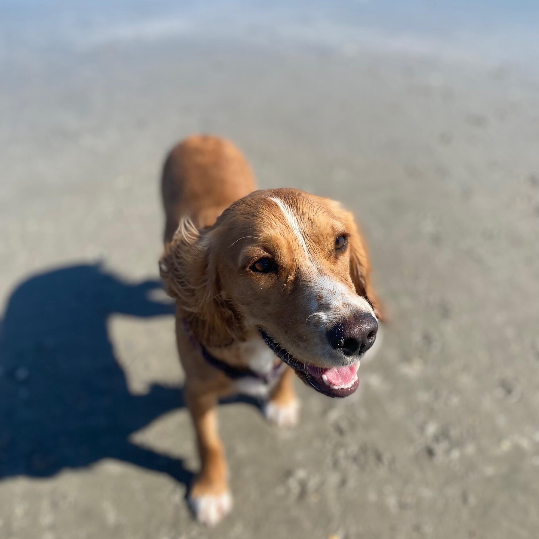 Hazel