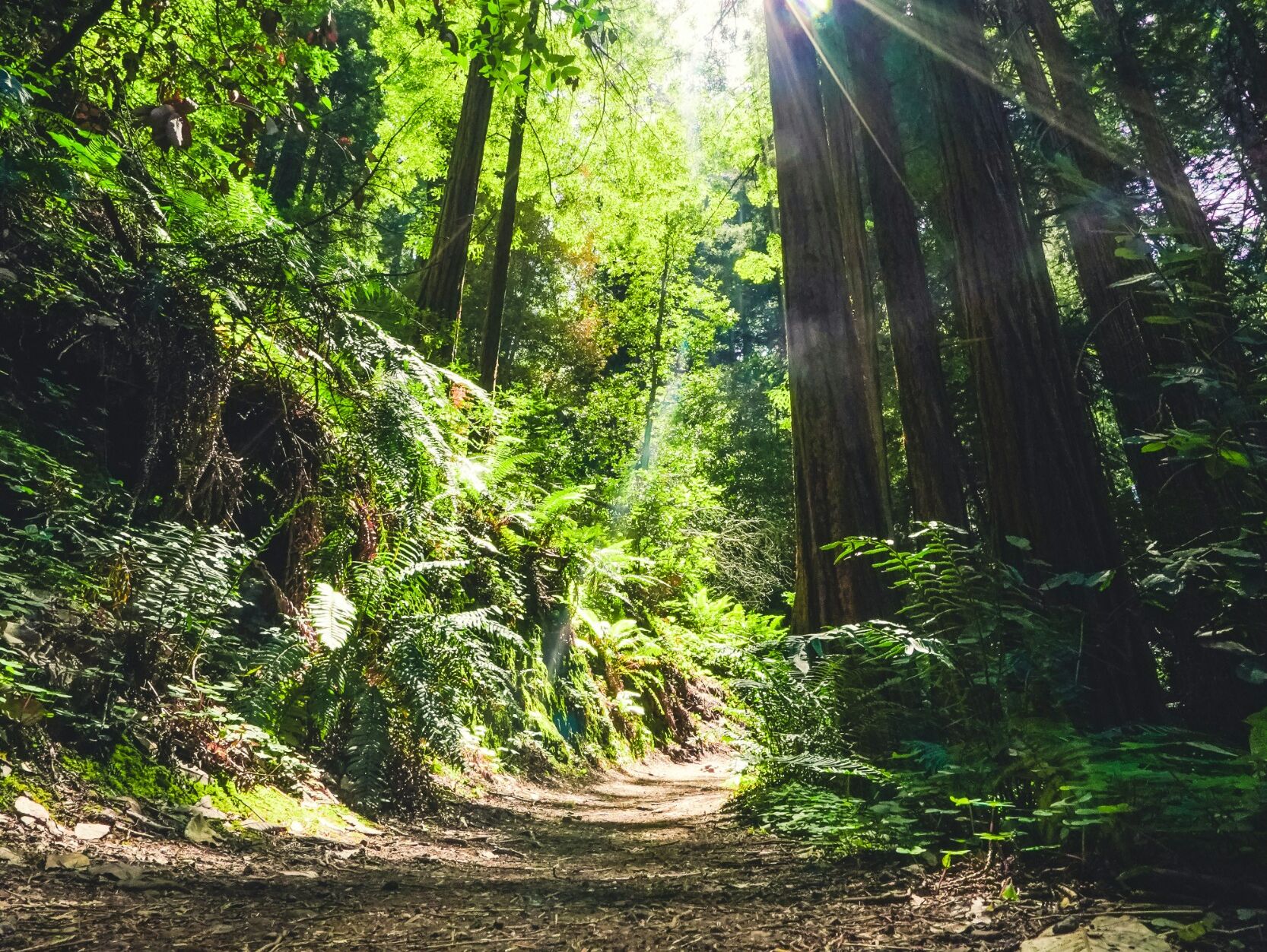 Picture of Redwood Forest Hike