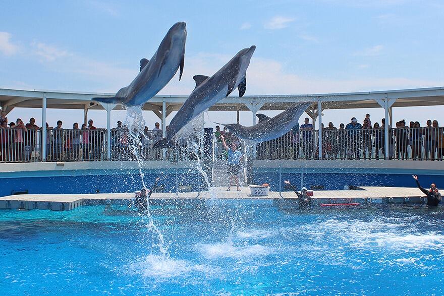 Picture of Gulfarium Marine Adventure Park