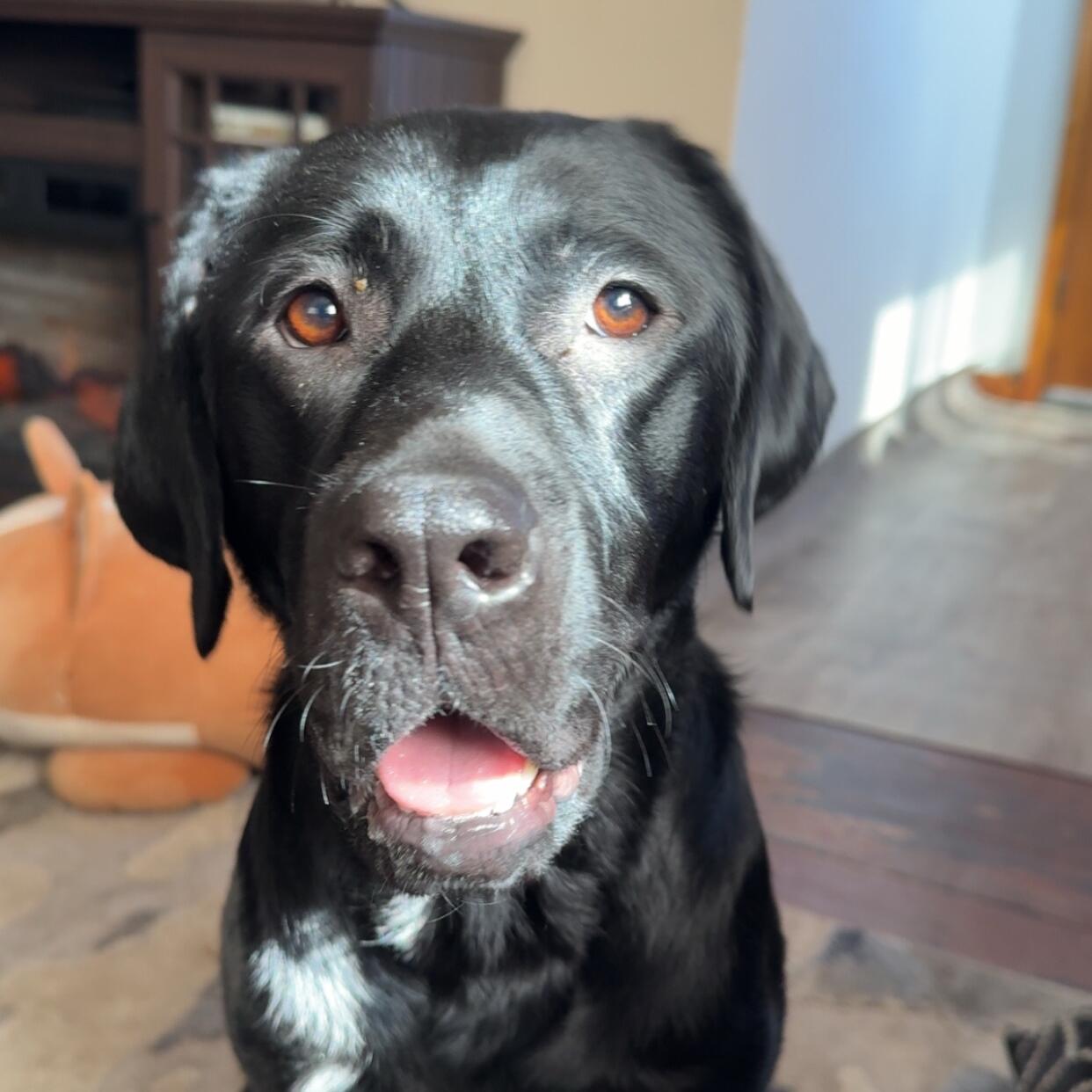 Daisy Mae 