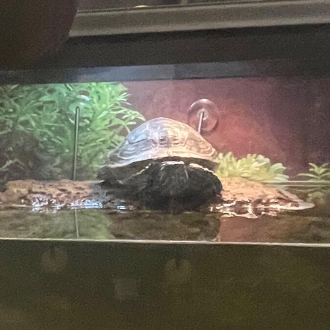 Theodore