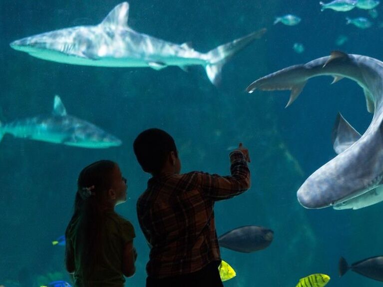 Picture of Loveland Living Planet Aquarium
