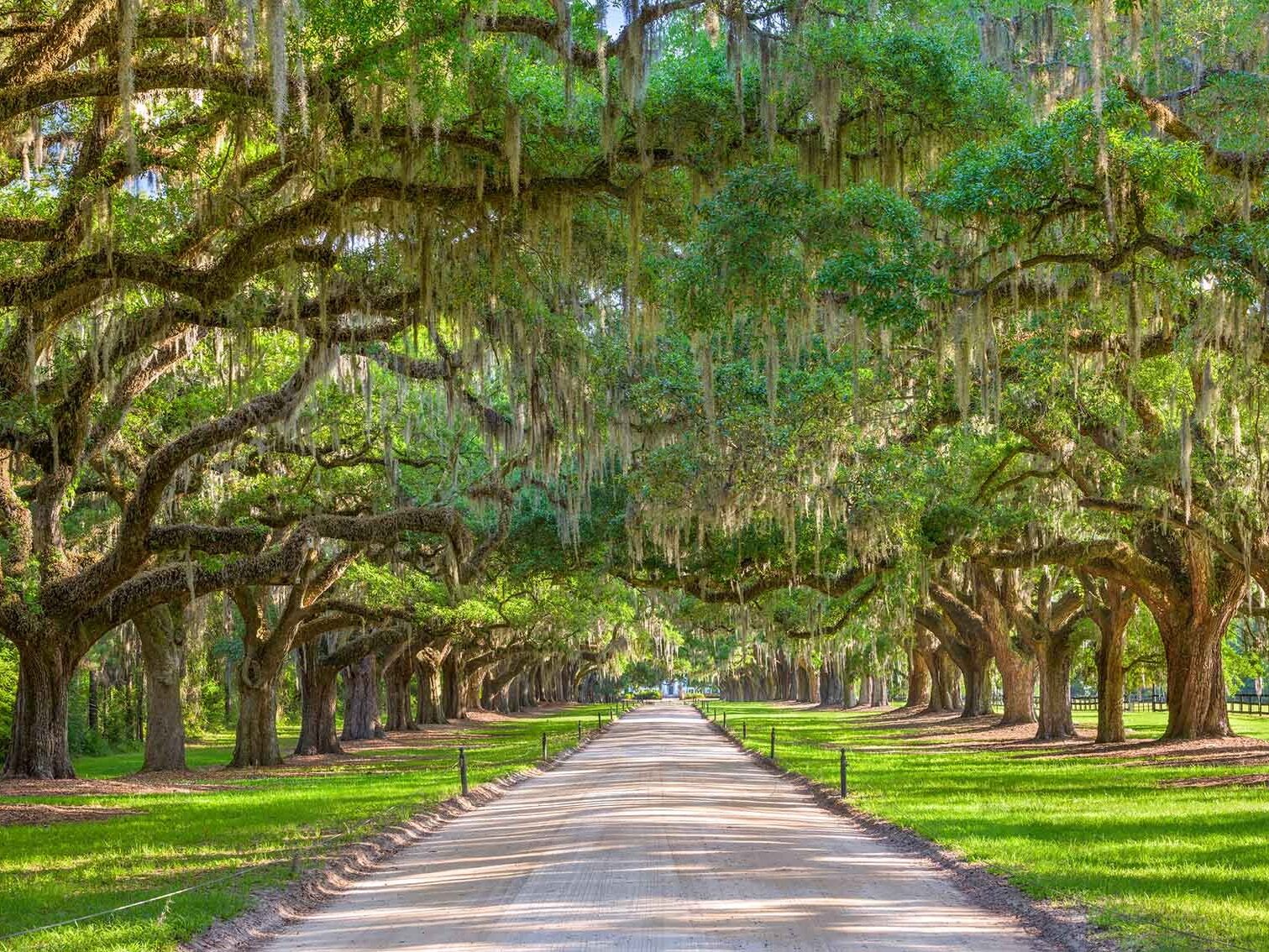 Picture of Magnolia Plantation and Gardens