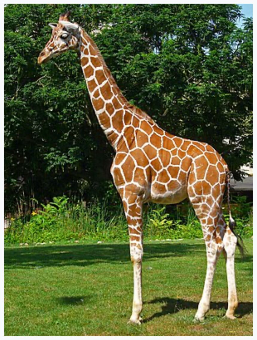Picture of N.E.W. Zoo