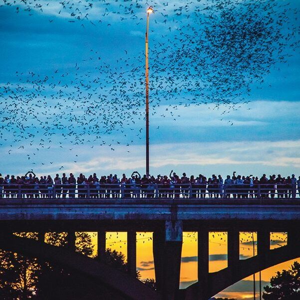 Picture of Congress Avenue Bat Watching