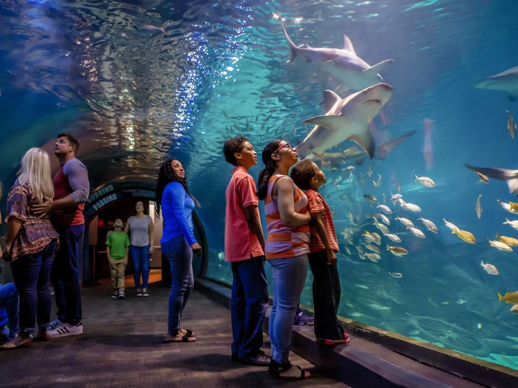 Picture of Adventure Aquarium