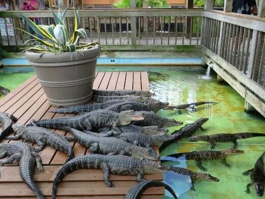 Picture of Gatorland