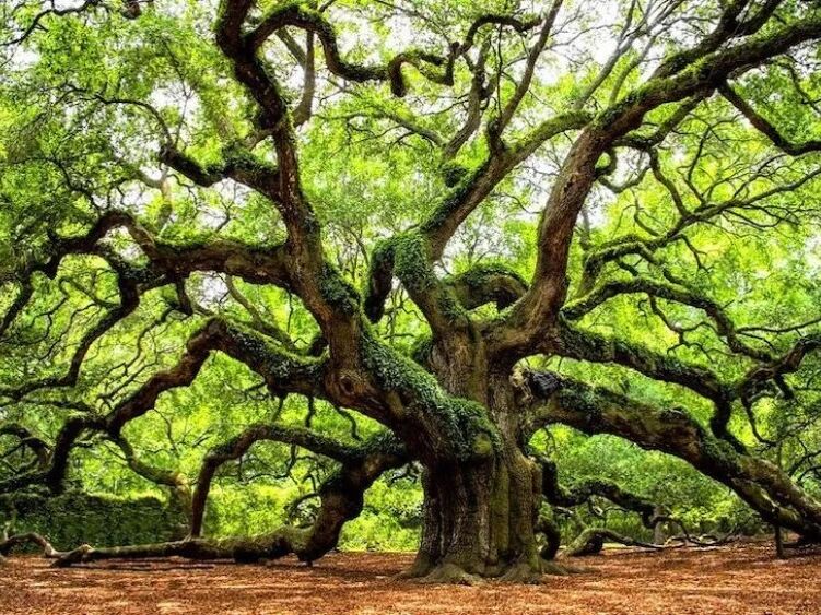 Picture of Angel Oak Tree