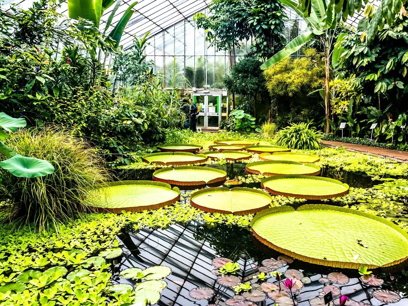 Picture of Royal Botanic Garden Edinburgh