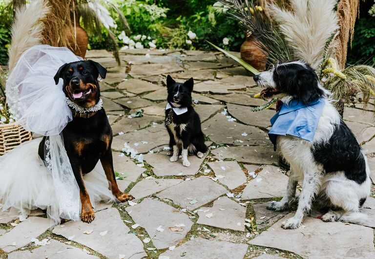 Real Dog Wedding