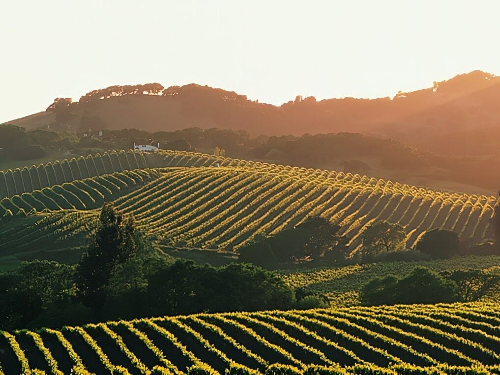 Picture of Napa and Sonoma Valleys