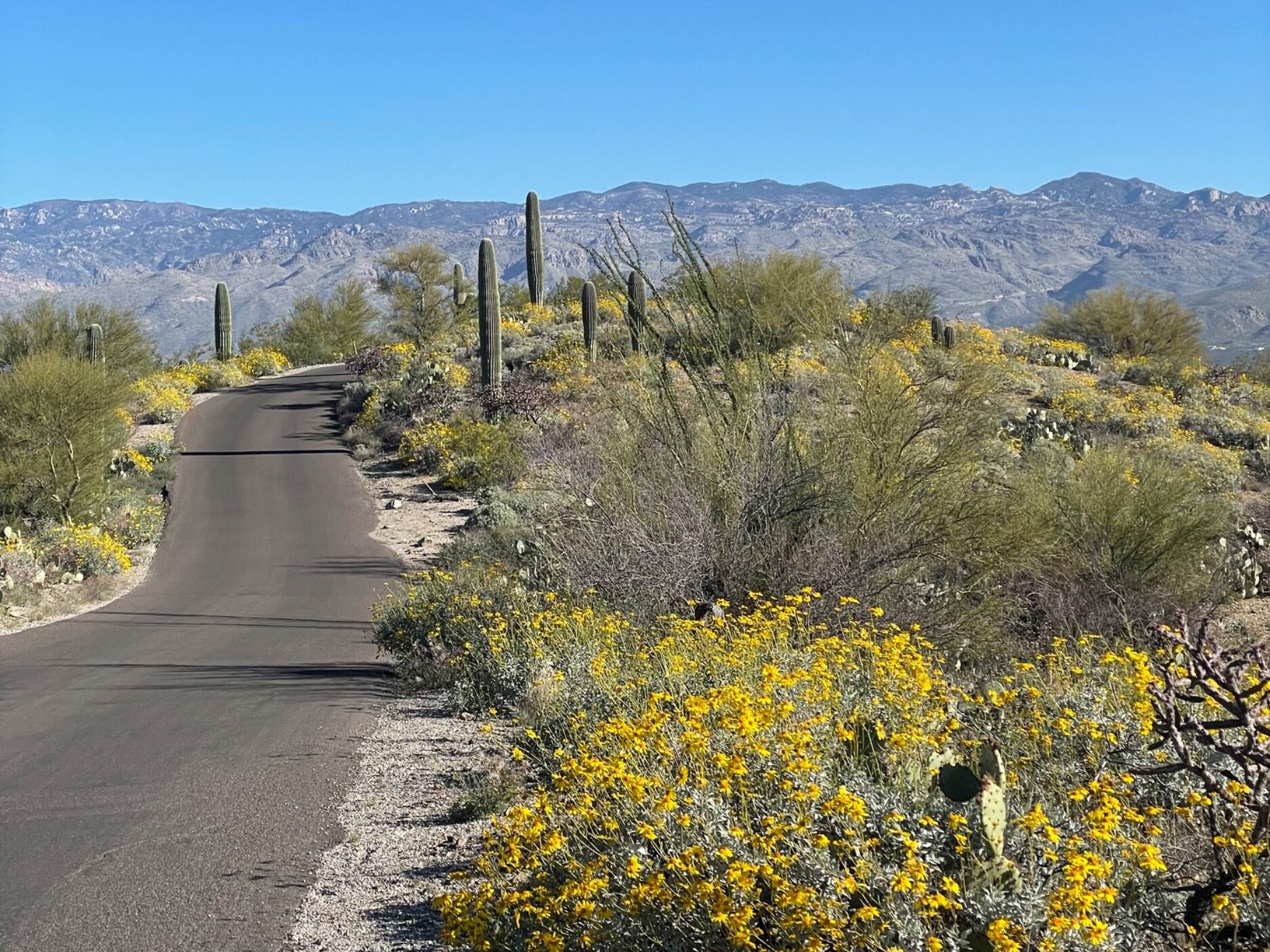 Picture of Saguaro National Park