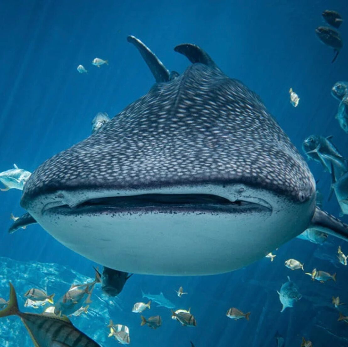 Picture of Whale Shark Snorkel