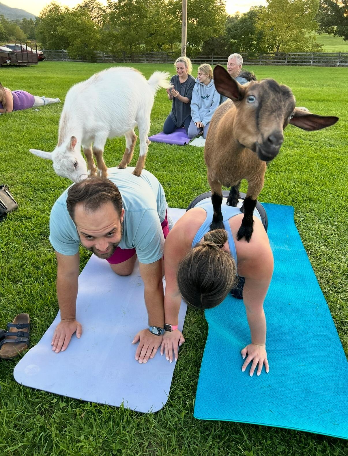 Goat Yoga