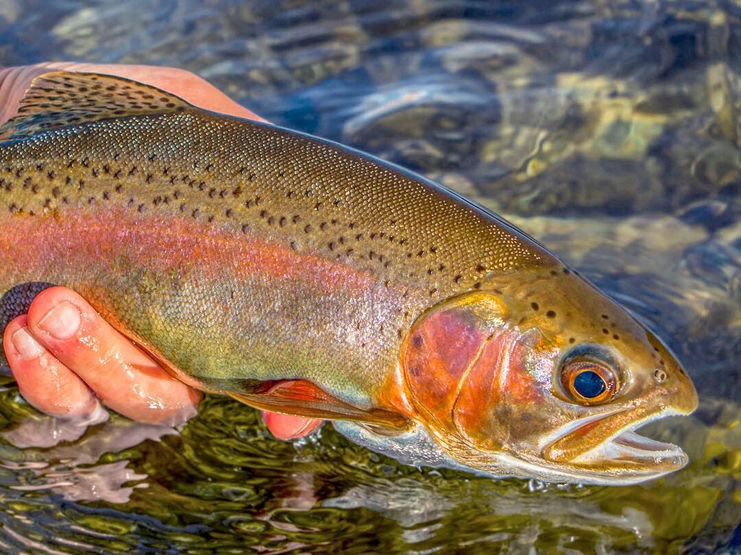 Picture of Fishing