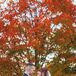 Fall Foliage at the Bedford Village Inn