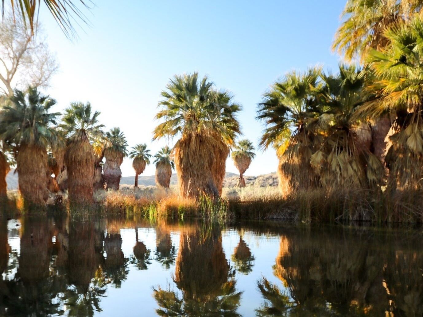 Picture of Coachella Valley Preserve - Thousand Palms Oasis Preserve