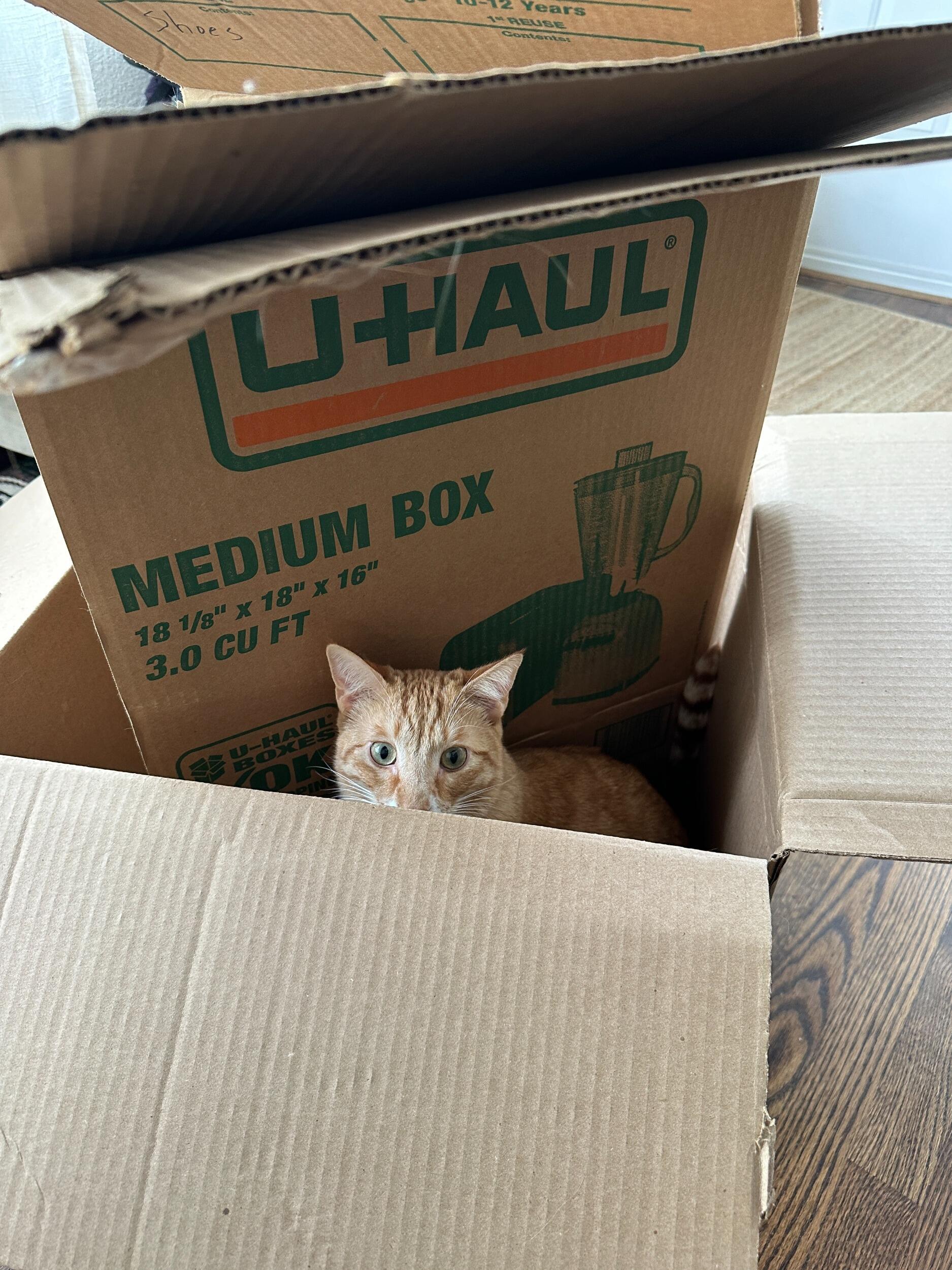 After 2 years of dating, Ben and Janelle were ready for the next chapter and moved in together. The boys were so excited for the boxes... and to sleep between Ben's legs every night.
