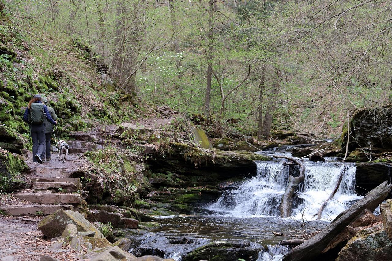Picture of Ricketts Glen State Park