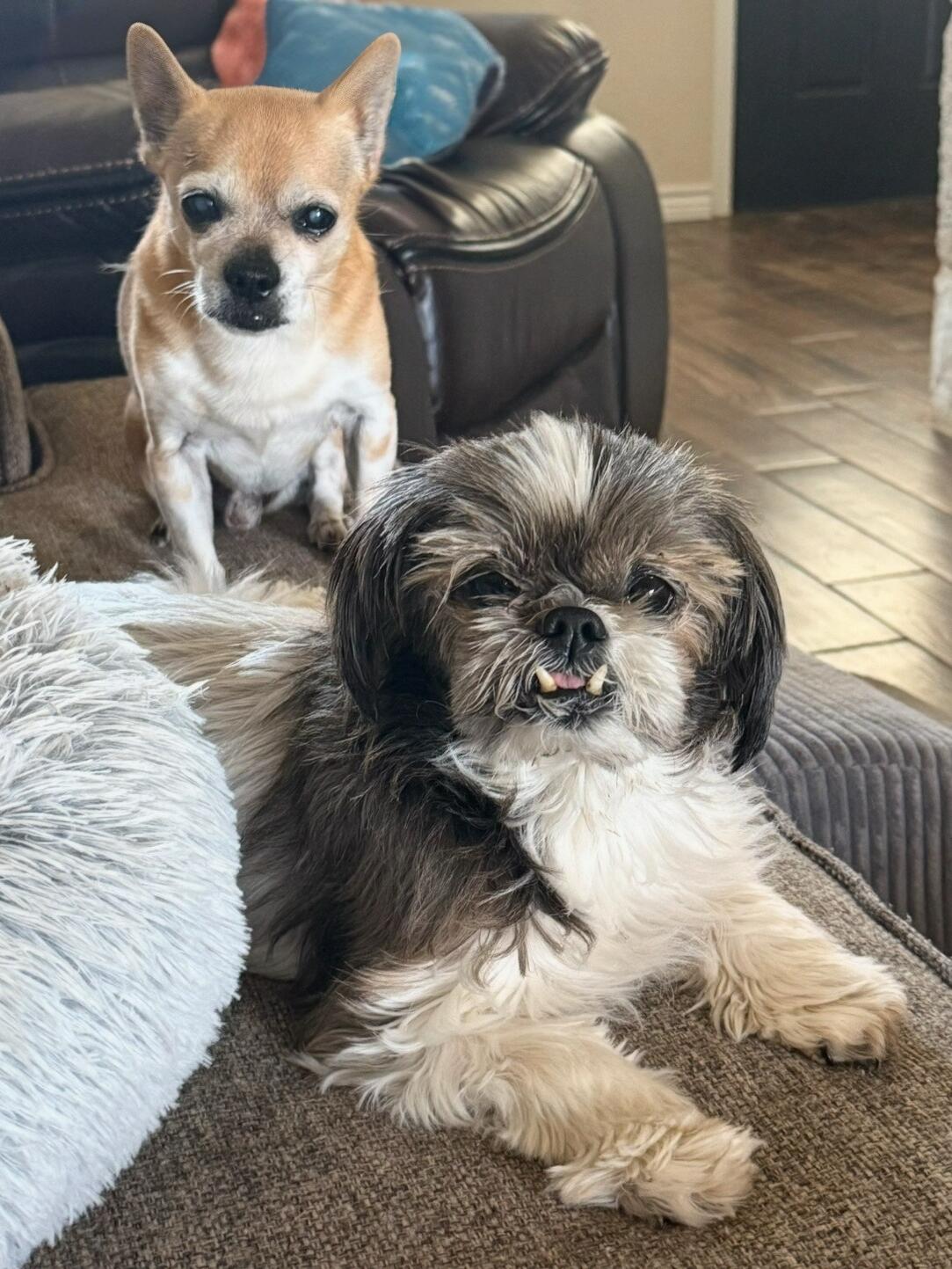 Picture of "Puppy Love! (Our Fur Babies)