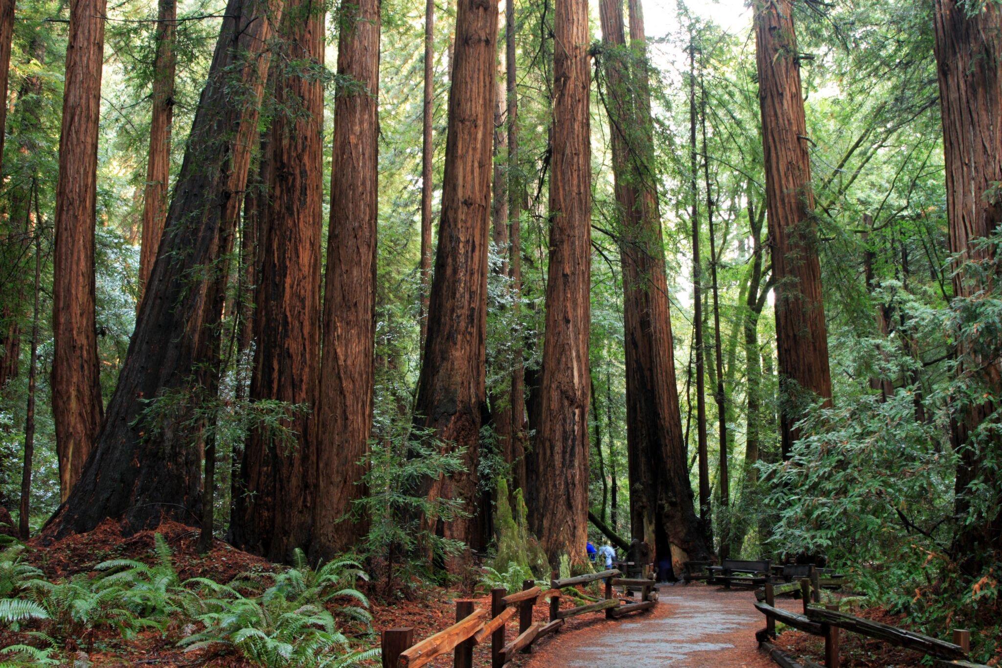 Picture of Muir Woods 
