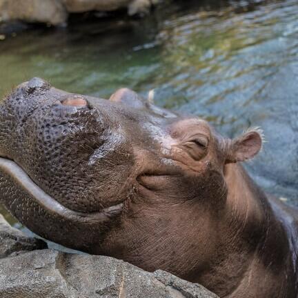 Picture of Cincinnati Zoo