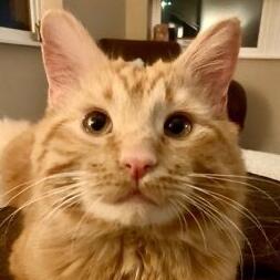 Simba