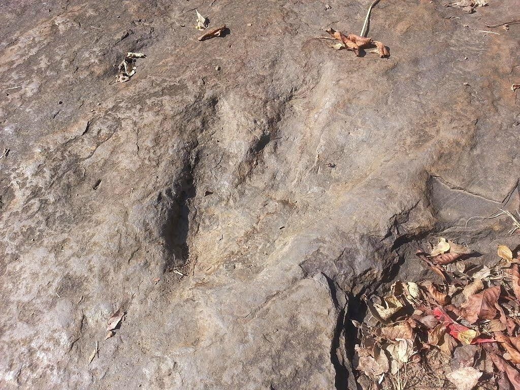 Picture of Dinosaur Footprints