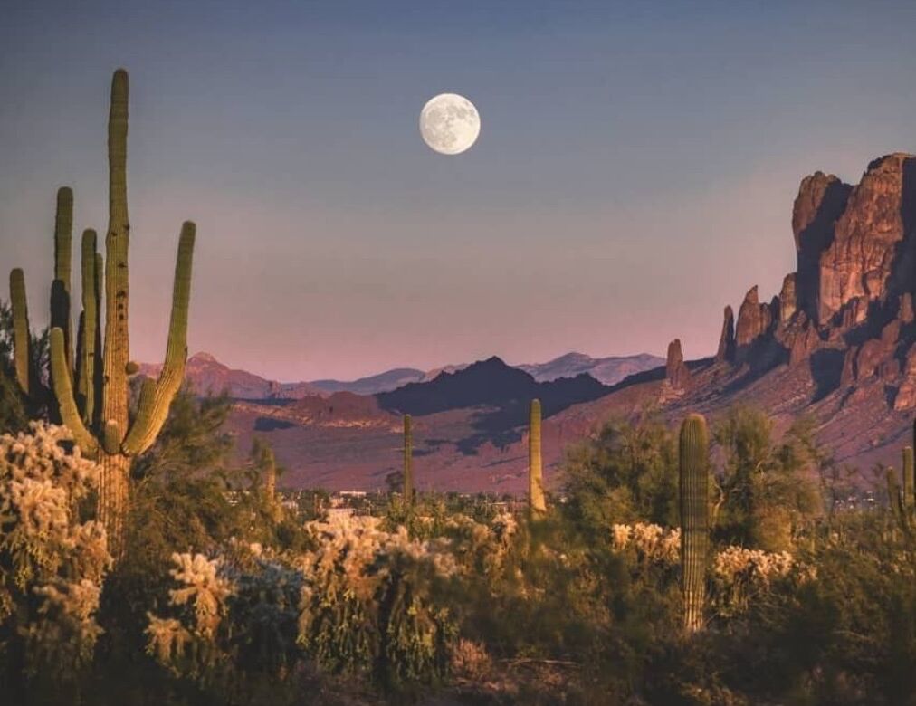 Picture of Saguaro National Park
