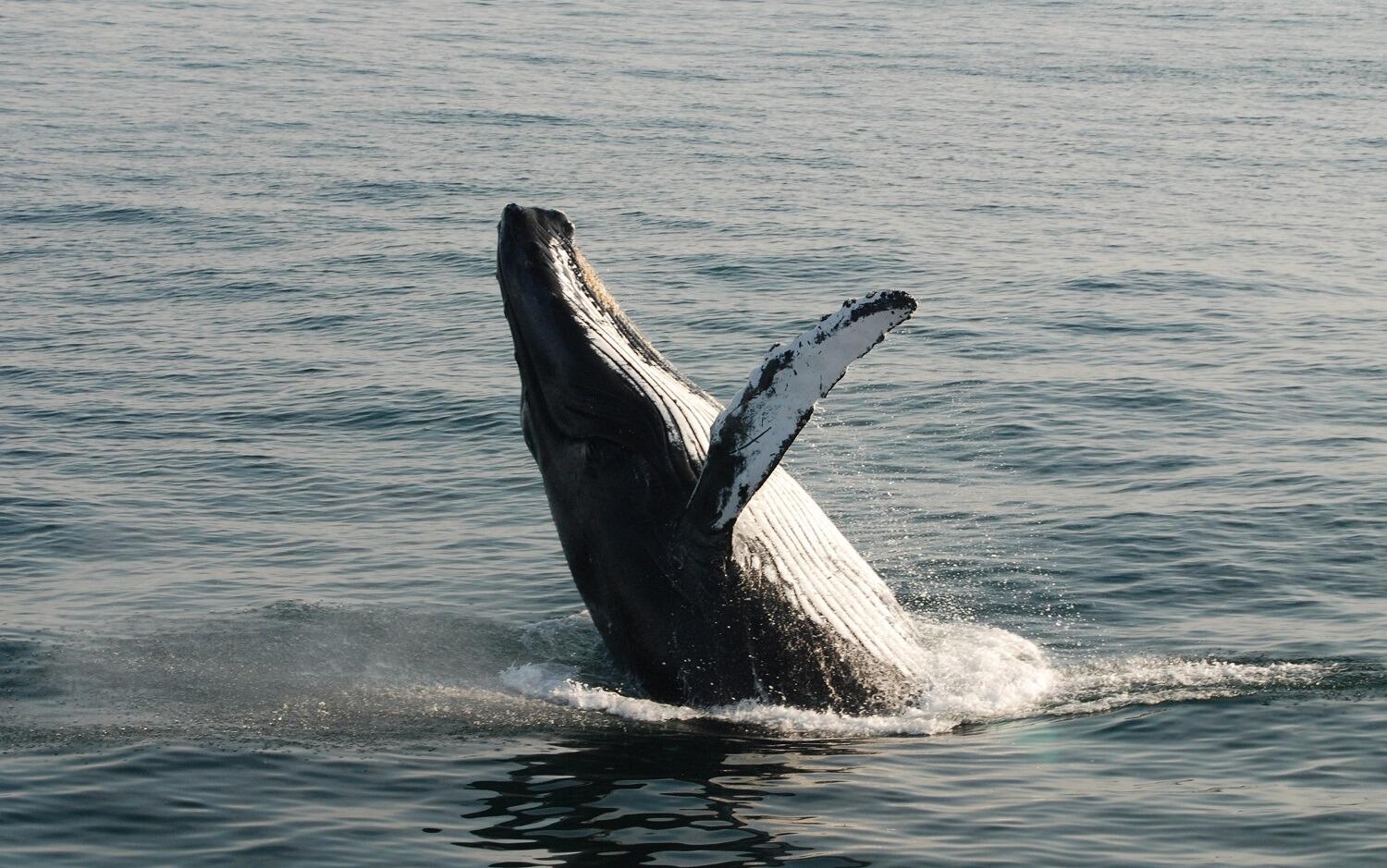 Picture of Cap'n Fish's Cruises