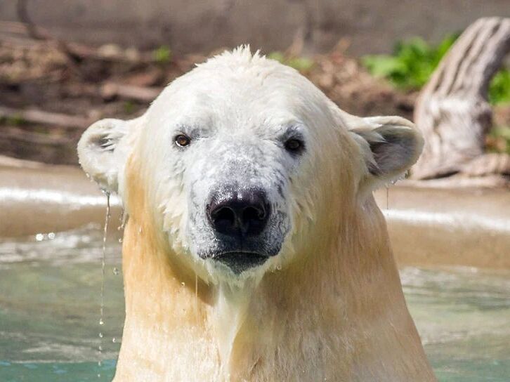 Picture of STL Zoo