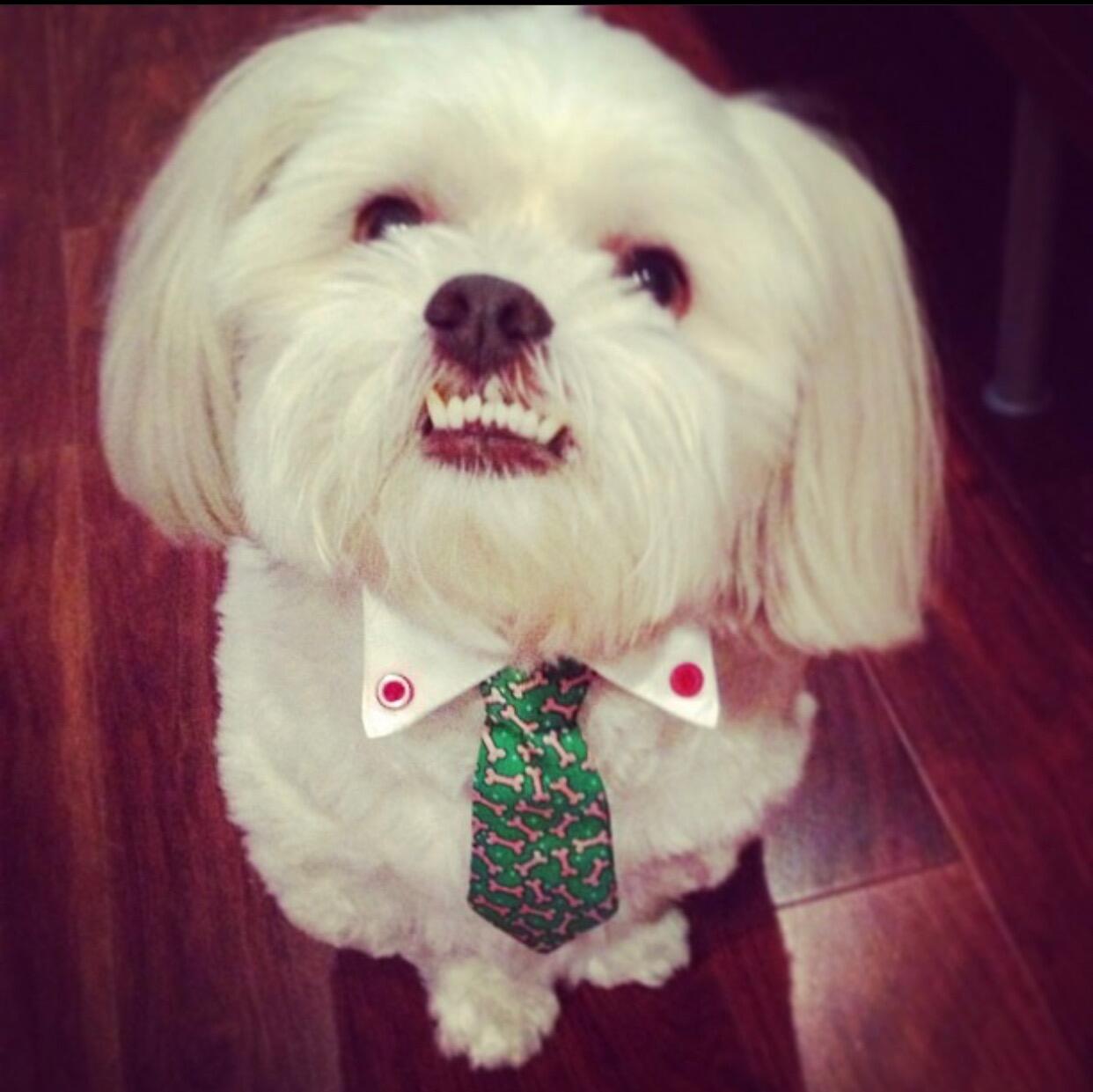 Picture of Bailey 