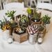 Elisa’s stepfather, Rick, helped with all the wooden accents in the DIY centerpieces, including wooden hexagons, planter boxes and chopped-wood slices for the succulents.