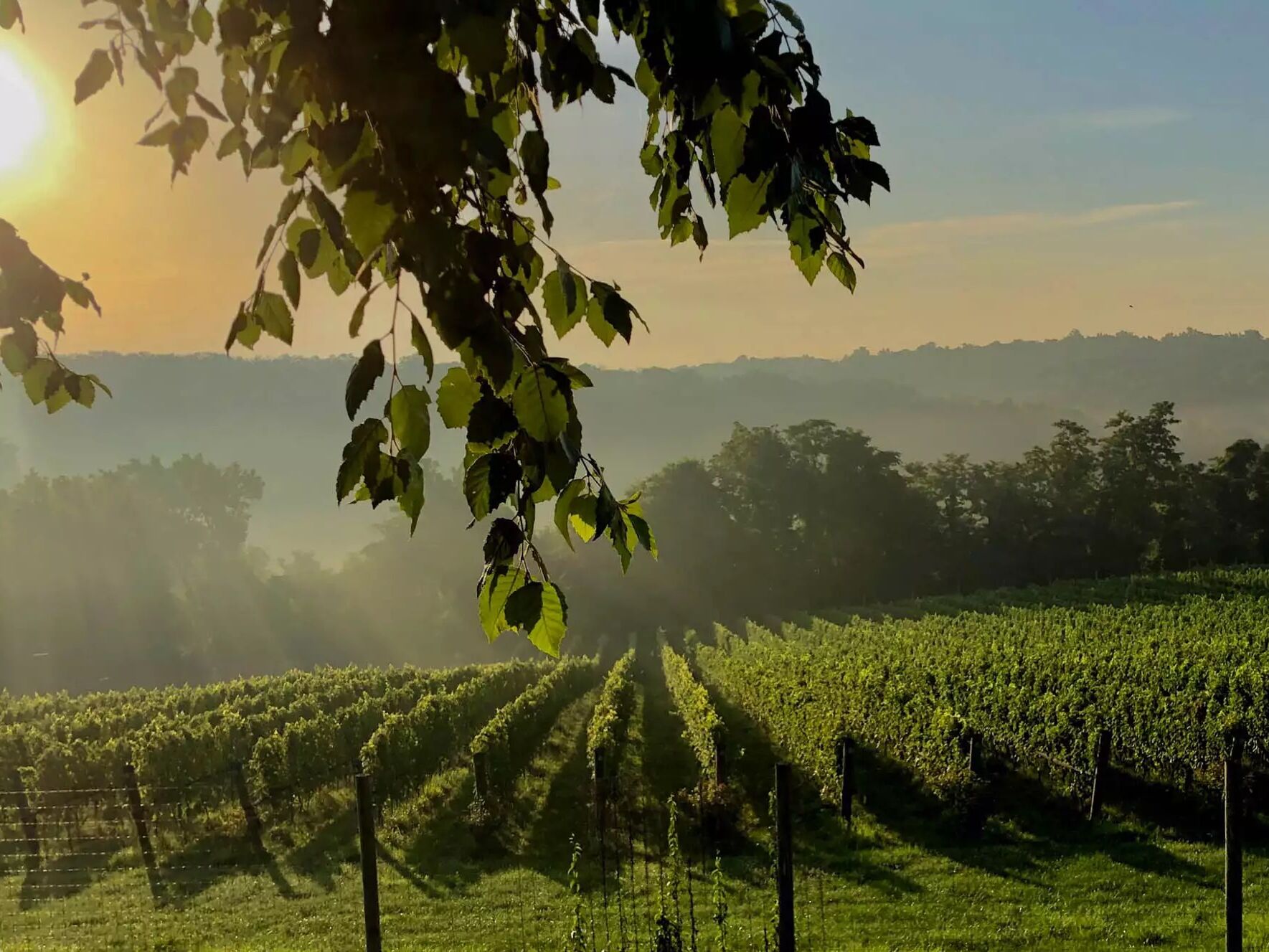 Picture of Wineries, Vineyards, Breweries, & Distilleries