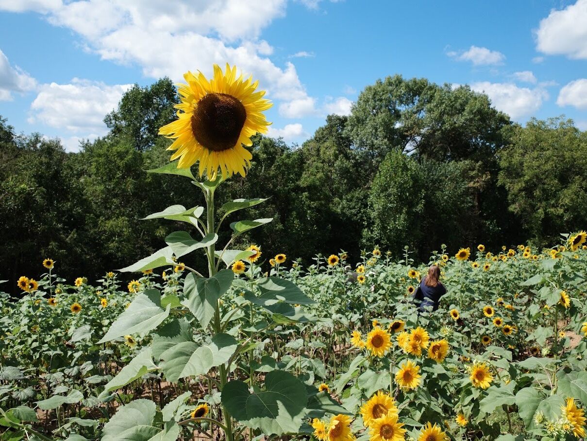Picture of The Sunflower Gardens
