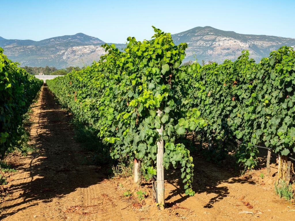 Picture of FOOD & WINE TASTING